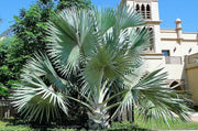 Bismarkia Palm, Bismarckia Nobilis