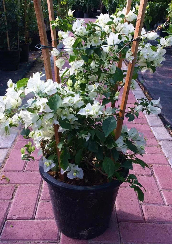 Bougainvillea Glabra White