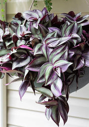 Tradescantia Zebrina, Wandering Jew