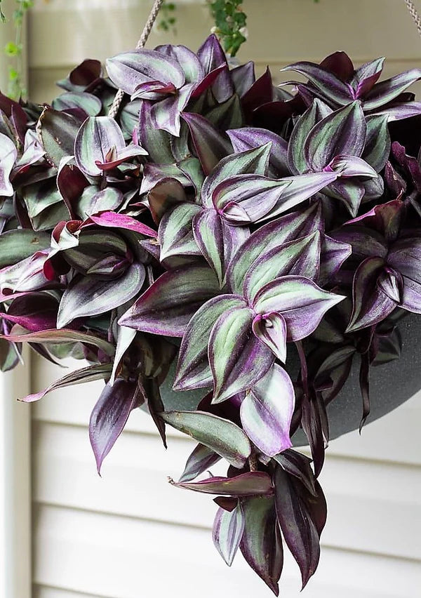 Tradescantia Zebrina، یهودی سرگردان