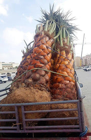 Date Palm, Phoenix Dactylifera