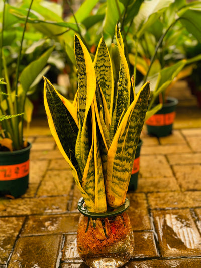 Snake Plant - Hydroponic