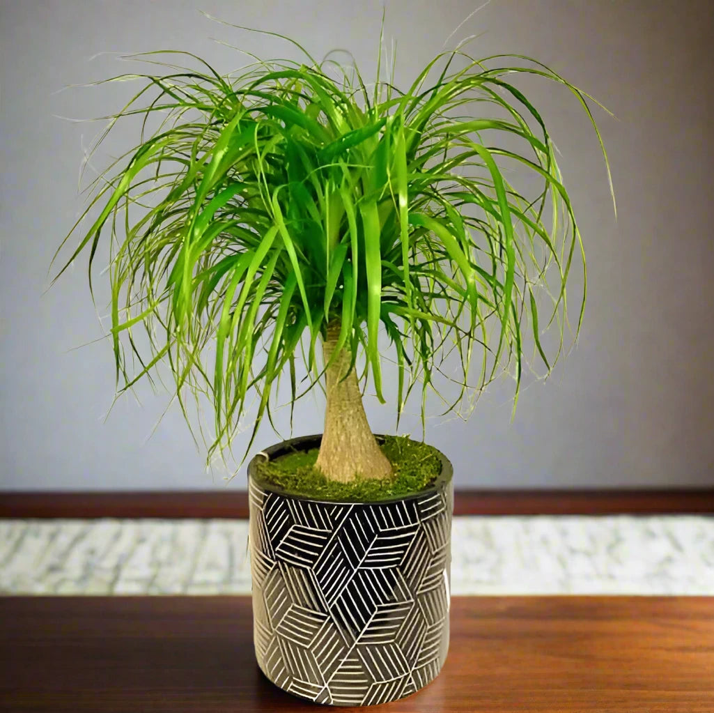 elephant foot-ponytail palm Beaucarnea Recurvata, Elephant-Foot Tree – SHIFAA GARDEN CENTER