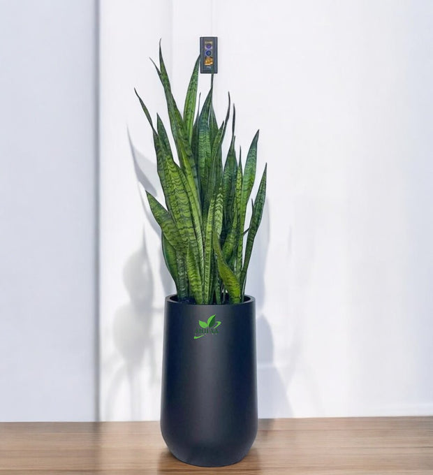 Snake Plants in a modern U-shaped Pot