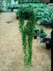 String-of-pearls 100CM