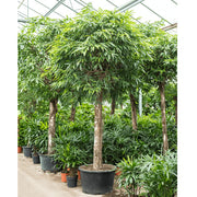 Ficus alii Amstel Queen، Long Leaf Ficus