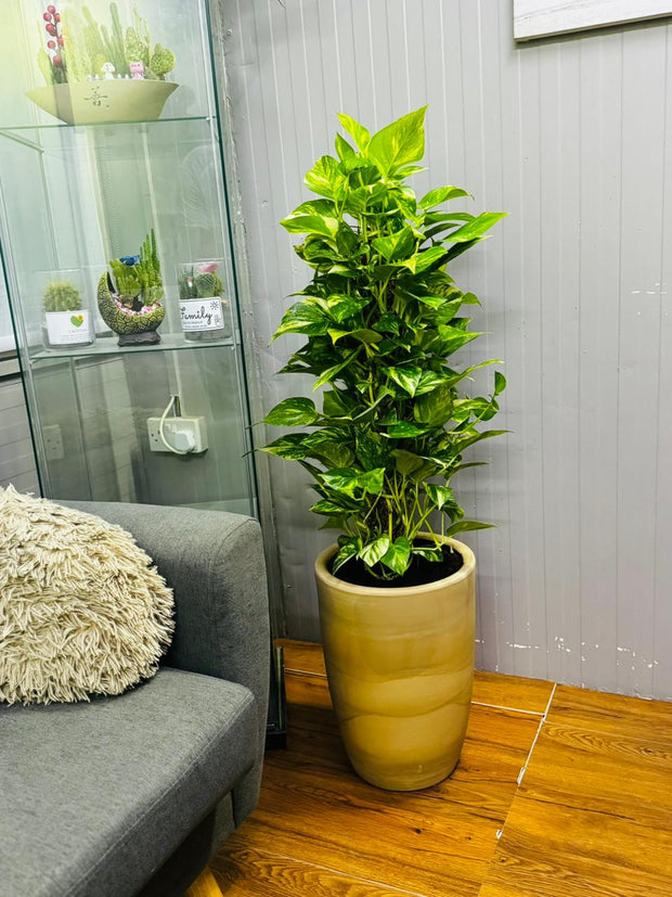 money plant dubai Variegated Money Plant 120 CM (with Decorative Pot) – Premium Indoor – SHIFAA GARDEN CENTER