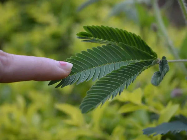 Mimosa Pudica