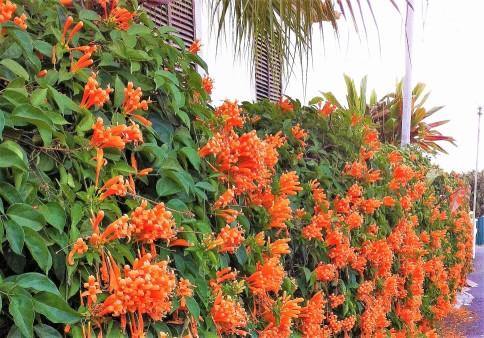 Campsis Radicans، ترومپت واین