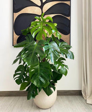 Monstera in a Pot, For you!