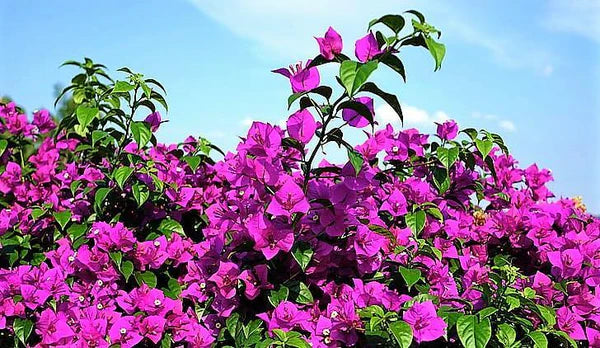 Bougainvillea Alexandra، گل کاغذی بنفش