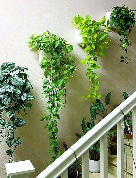 Money Plant Hanging