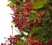 خزنده Rangoon، Quisqualis Indica، Red Jasmine