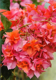 Bougainvillea-spectabilis-orange