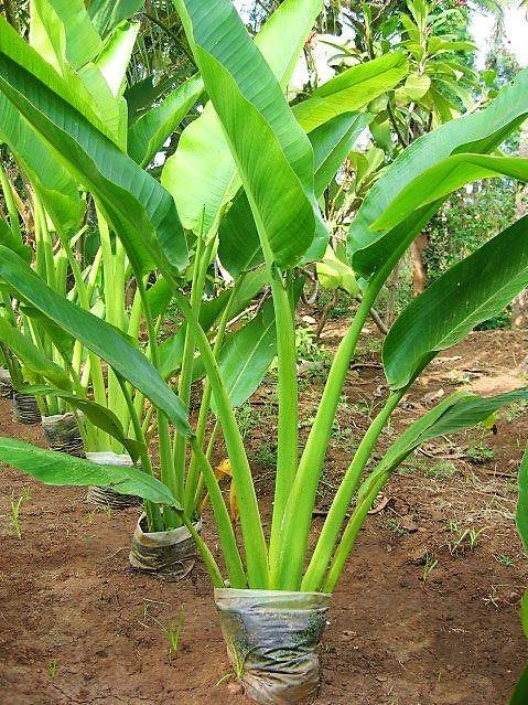 Ravenala Madagascariensis، نخلة المسافر