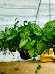 Syngonium Podophyllum (Arrowhead Plant)