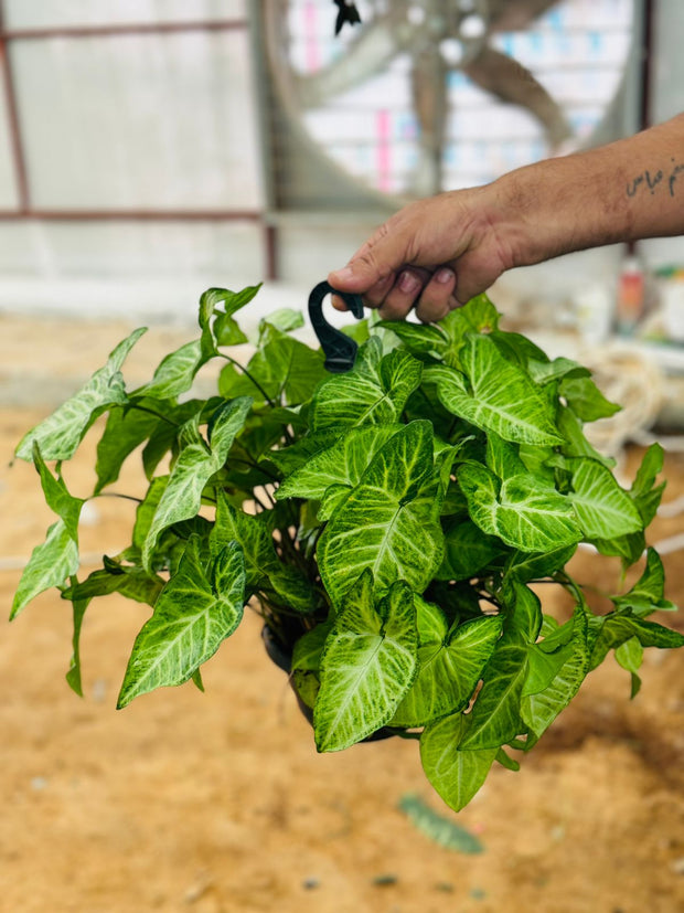 Syngonium Podophyllum (Arrowhead Plant)