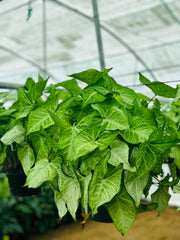 Syngonium Podophyllum (Arrowhead Plant)