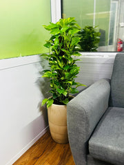 Variegated Money Plant 120cm in decorative pot – premium indoor plant Dubai UAE