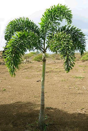 Foxtail Palm, Wodyetia Bifurcata