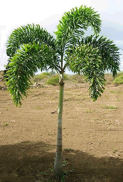 Foxtail Palm, Wodyetia Bifurcata