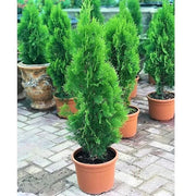 Thuja Orientalis