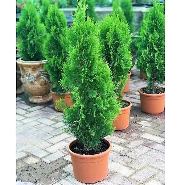 Thuja Orientalis