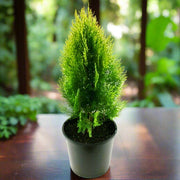 Thuja Orientalis