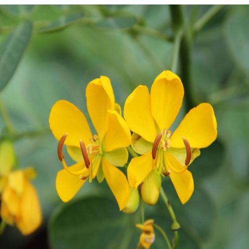 Cassia Bicapsularis، بوته پروانه ای