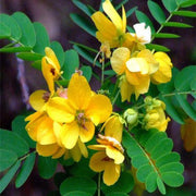 Cassia Bicapsularis، بوته پروانه ای