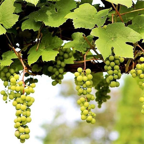 انگور انگور، Vitis Vinifera، العنب فاین