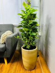 Variegated Money Plant 120cm in decorative pot – premium indoor plant Dubai UAE