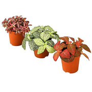 Fittonia Mix Colour