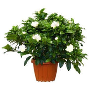 Gardenia Jasmin Oides, Cape Jasmine