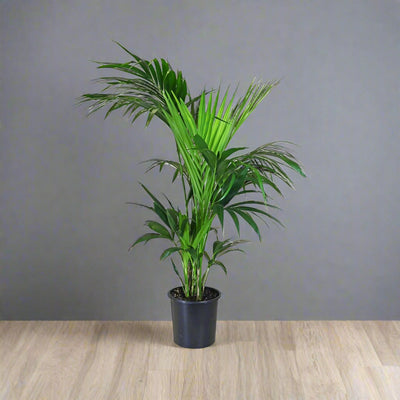 Kentia Palm – Howea forsteriana
