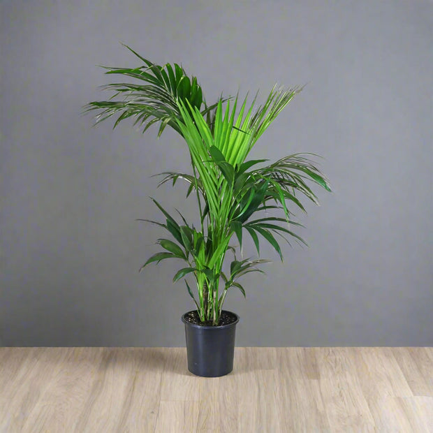 Kentia Palm – Howea forsteriana