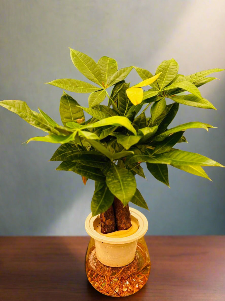 money plant hydroponic Pachira (Money Tree) Hydroponic – SHIFAA GARDEN CENTER