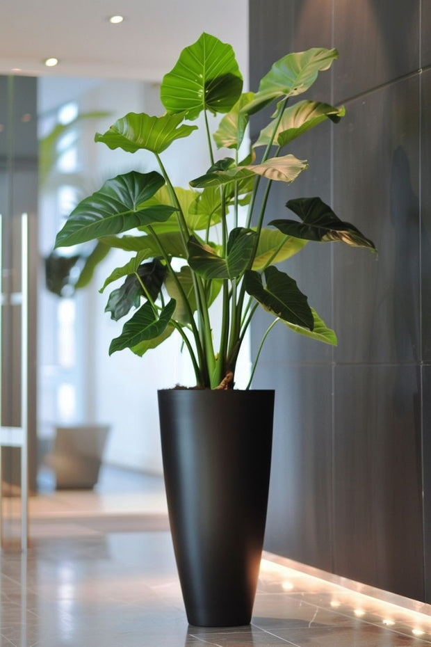 Alocasia with Black Matt Tall pot 