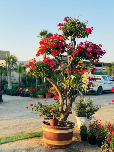 Bougainvillea Multi Head