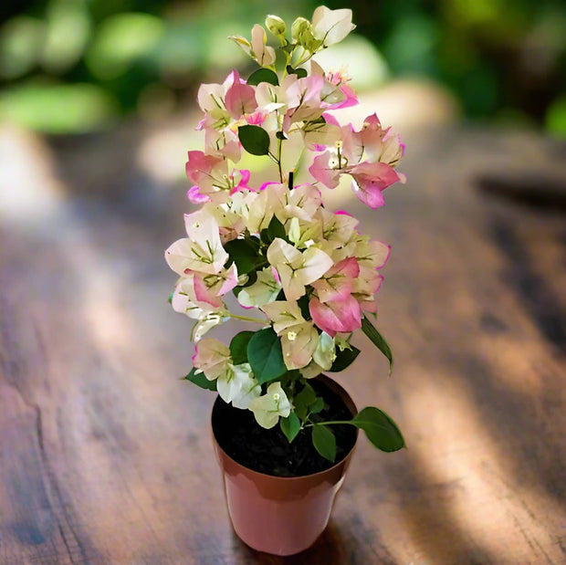 Bougainvillea Cocoice, Coconut Ice