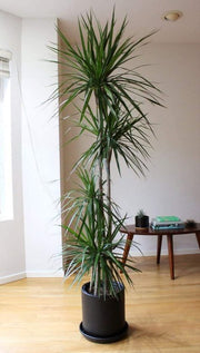 Dracaena Marginata XL (Holland)