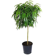 Ficus alii Amstel Queen، Long Leaf Ficus