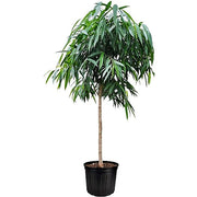 Ficus alii Amstel Queen، Long Leaf Ficus