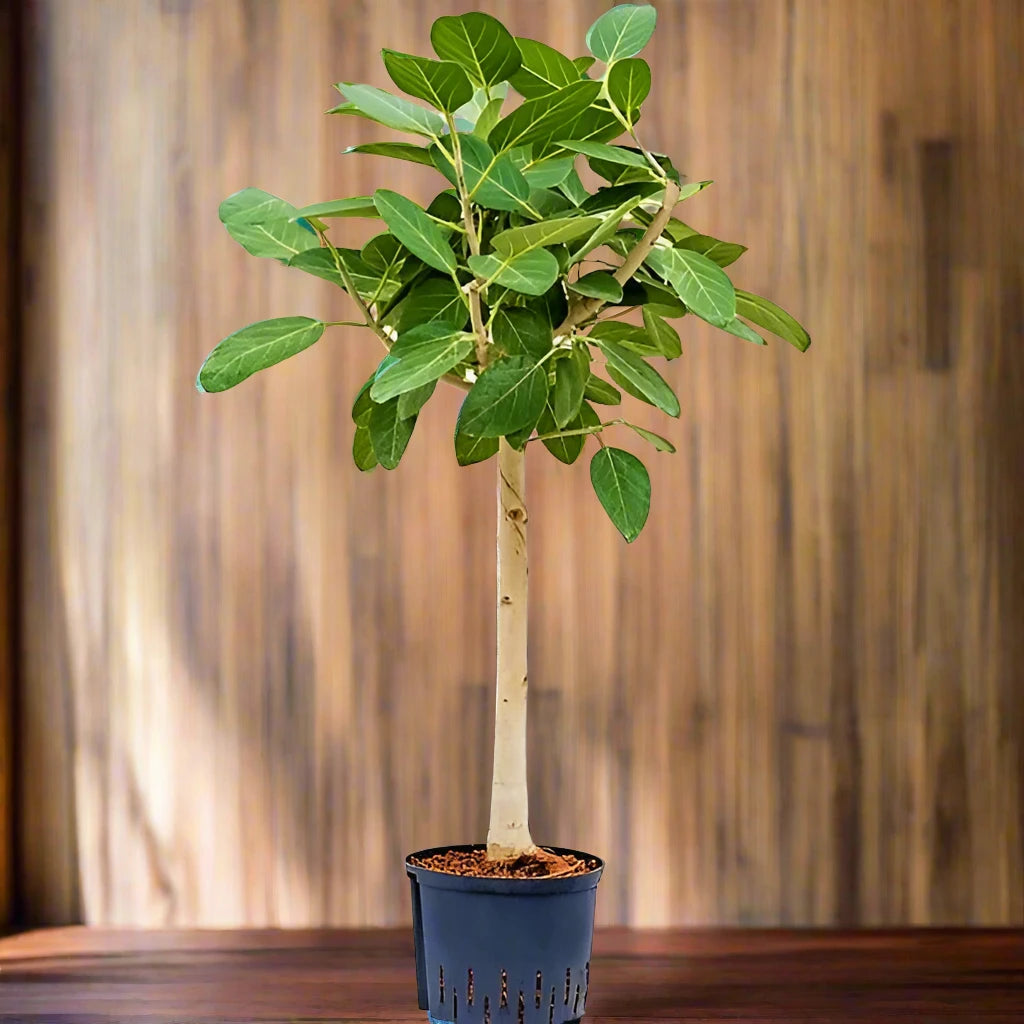 フィカス ベンガレンシス 136cm 8号 S-shaped tree form フィカス ベンガレンシス 136cm 8号 S-shaped tree form