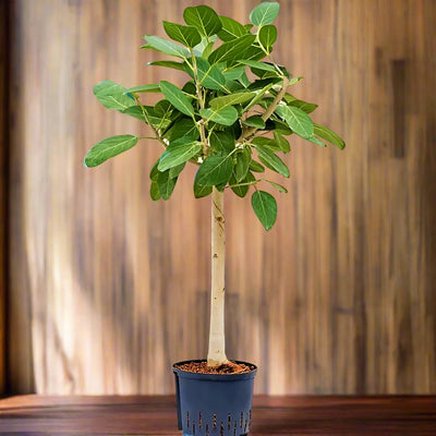 Ficus Benghalensis