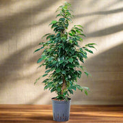 Ficus Benjamina (Holland)