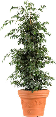 Ficus Benjamina Green (Holland)