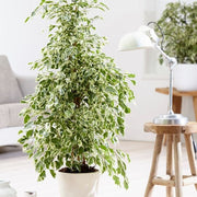 Ficus Benjamia Starlight