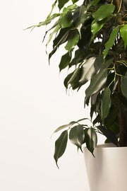 Ficus Benjamina Green (Holland)