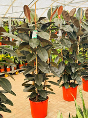 Ficus Elastica 3PP 180-190CM XL (Holland)